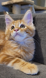 Maine coon (7 foto / 8)