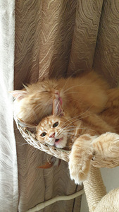 Котёнок Мэйн кун (2 фото из 9)