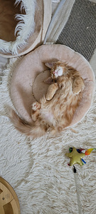 Котёнок Мэйн кун (8 фото из 9)