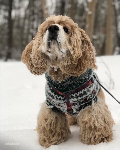 Тёплые свитера для собак (фото #6)