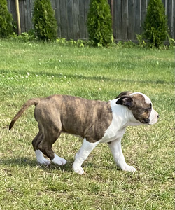 American Staffordshire Terrieri kutsikad (5 foto / 5)