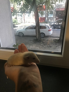 Dumbo rotid. Siiami värv. (6 foto / 8)