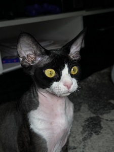 Devon Rex tüdruk vajab paaritust