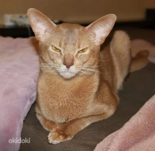 Haruldast värvi Abessiinia kass, ainult armastavates kätes (foto #2)