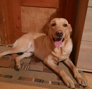 Labrador kutsikad. Metis labrador kutsikad (4 foto / 5)