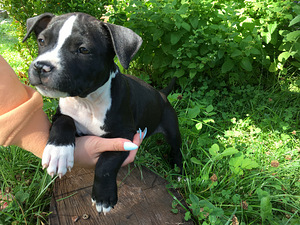 Ameerika Staffordshire terjer ehk Amstaff (3 foto / 7)