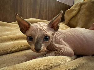 Котята Сфинкс Канадский (3 фото из 5)