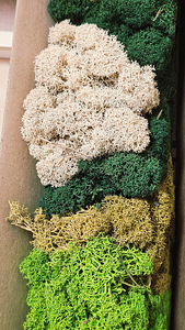 Käsitöökomplekt loodusliku sambla pildi loomiseks (3 foto / 6)