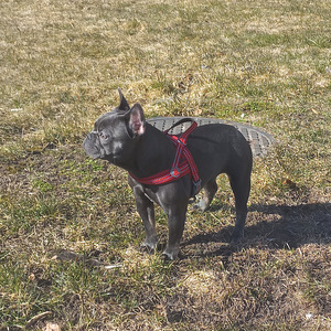 Müüa prantsuse buldog (3 foto / 6)