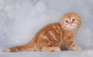 Котята шотландской вислоухой (3 фото из 8)