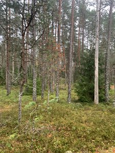 Metsa tn 2, Vasalemma, Lääne-Harju vald, Harjumaa (4 foto / 11)