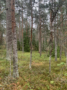 Metsa tn 2, Vasalemma, Lääne-Harju vald, Harjumaa (5 foto / 11)