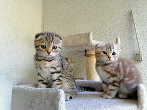 Pennut Scottish Fold (8 valokuva sivusta 8)
