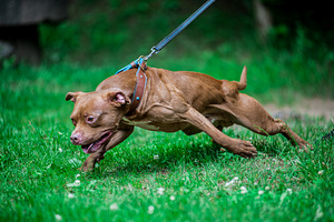 Ameerika pitbullterjeri kutsikad (9 foto / 9)