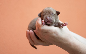Ameerika pitbullterjeri kutsikad (3 foto / 10)