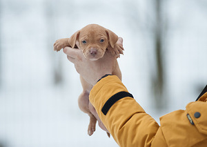Ameerika pitbullterjeri kutsikad (4 foto / 5)