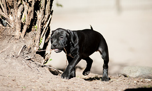 Ameerika pitbullterjeri kutsikad (9 foto / 10)