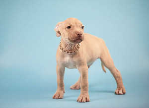 Ameerika pitbullterjeri kutsikad. Pitbull, ca (2 foto / 7)