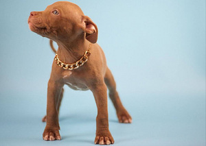 Ameerika pitbullterjeri kutsikad. Pitbull, ca (4 foto / 7)